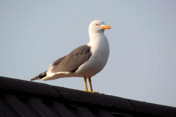 Photo of Larus fuscus by Val George